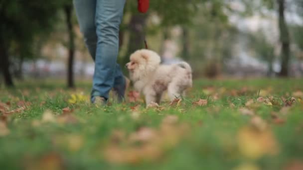 Manusia berjalan dengan anjing — Stok Video
