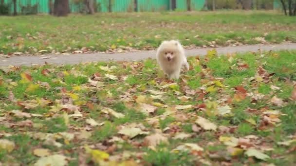 Cão caminhando no parque — Vídeo de Stock