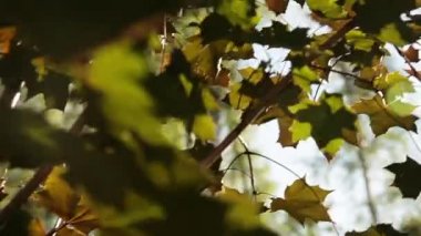 akçaağaç yeşil yaprakları ile güneş ışığı keser