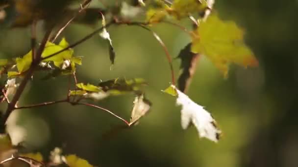 Zonlicht breekt door de groene bladeren van esdoorn — Stockvideo