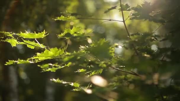 Sunlight breaks through the green leaves of maple — Stock Video