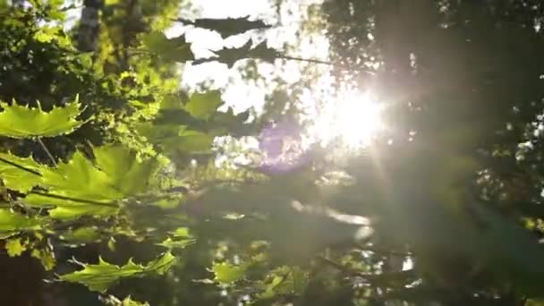 Zonlicht breekt door de groene bladeren van esdoorn — Stockvideo