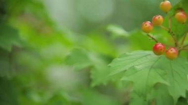 Kartopu bir ağaç üzerinde.