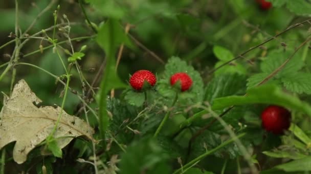 Primer plano disparo de fresa silvestre en la naturaleza — Vídeos de Stock