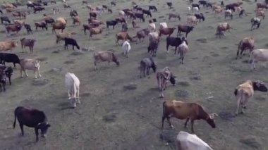 Sahada inek sürüsü