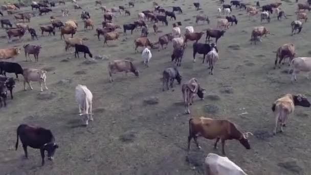 Ένα κοπάδι των αγελάδων στο γήπεδο — Αρχείο Βίντεο