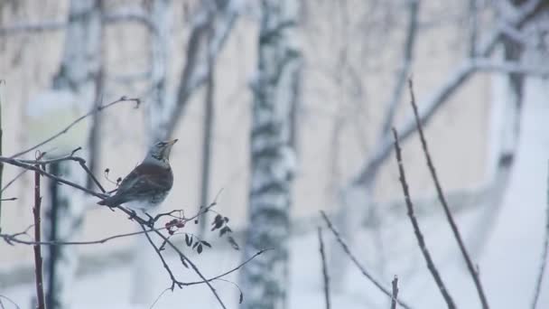 Rowan yeme ardıç kuşu — Stok video