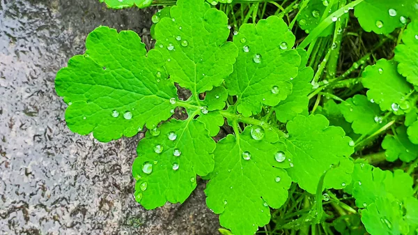 Yağmur Üstüne Yağmur Damlalarıyla Bitkiler Celandine Yaprakları Yaz Hasadı Yazlık — Stok fotoğraf