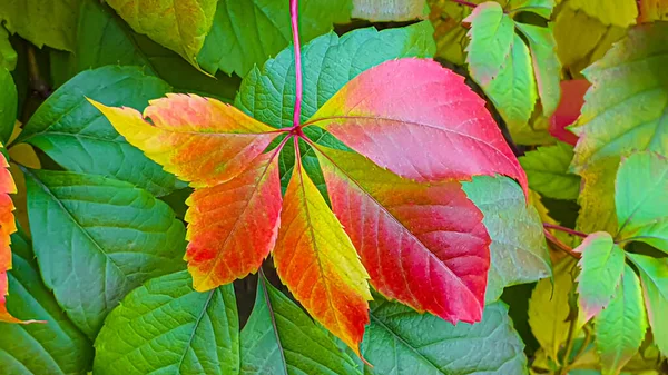 Eski kırsal ahşap yüzey. Arkaplan ve inşaat tahtaları. Kahverengi doku. Sonbahar öğle yemeği konsepti.