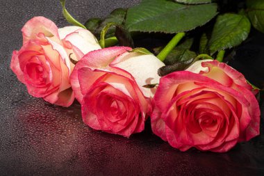 Tatil için bir buket gül. Kadınlar günü, sevgililer günü, isim günü. Karanlık bir arkaplanda yansıması var. Boşluğu kopyala