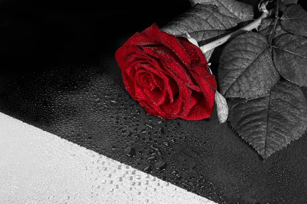 休日のためのバラの花束 女性の日 バレンタインデー 名前の日 反省して暗い背景で スペースのコピー — ストック写真
