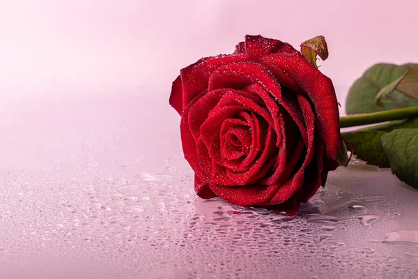 Ein Strauß Rosen Für Die Feiertage Frauentag Valentinstag Namenstag Auf — Stockfoto