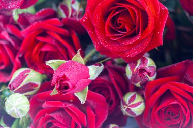 Hafif arka planda bir buket gül. Anneler Günü, Kadınlar Günü, Sevgililer Günü ya da Doğum Günü. Boşluğu kopyala.