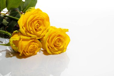 Beyaz arka planda sarı güller. Anneler Günü, Kadınlar Günü, Sevgililer Günü ya da Doğum Günü. İzole et. Boşluğu kopyala.