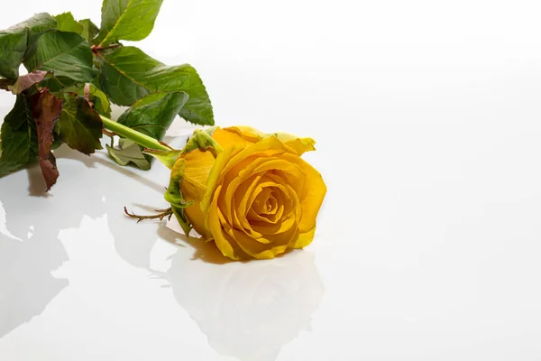 Strauß Gelber Rosen Auf Weißem Hintergrund Muttertag Frauentag Valentinstag Oder — Stockfoto