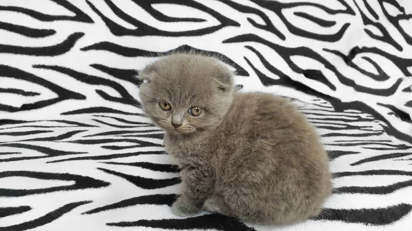 Black and gray kitten on a bedspread. — Stock Photo, Image