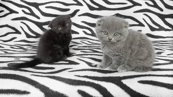 Black and gray kitten on a bedspread. — Stock Photo, Image