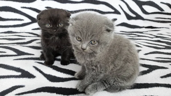 Черный и серый котенок на покрывале. — стоковое фото