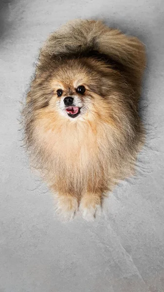 Un Spitz naranja está tirado en el suelo. Perro doméstico. Mascotas. —  Fotos de Stock