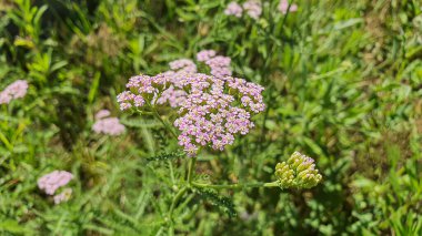 Bahçelerde ve ormanlarda bahar çiçekleniyor. Şakayıklar, kır çiçekleri. Yeşil yapraklar. Posterler için. Boşluğu kopyala