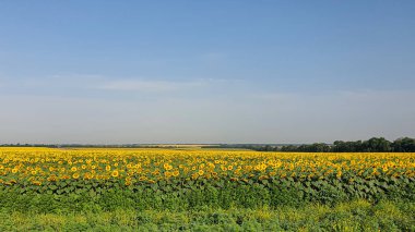 Sarı bir tarlanın üzerindeki karanlık gökyüzü. Bir gök gürültülü fırtına geliyor. Doğal bir fenomen. Doğada dinlen..