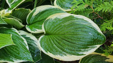 Taş zeminde bitkiler. Yeşil yapraklı dallar, çiçekler. Yaz hasadı, yazlık ev. Arkaplan