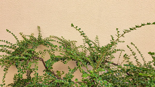 Växter Sten Bakgrund Filialer Med Gröna Blad Blommor Sommarskörd Sommarstuga — Stockfoto