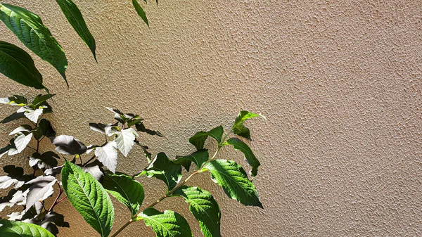 Växter Sten Bakgrund Filialer Med Gröna Blad Blommor Sommarskörd Sommarstuga — Stockfoto