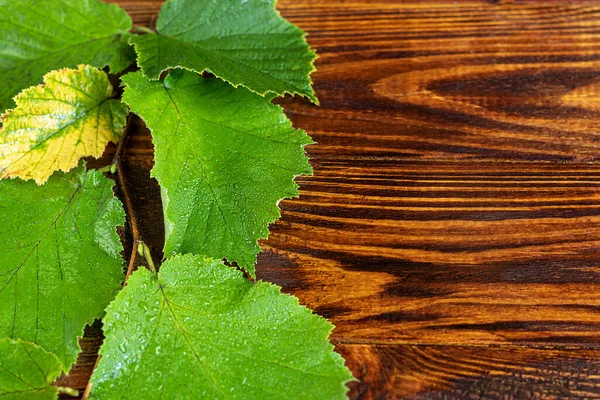 Gröna Blad Hasselnötter Träbakgrund Bakgrund Och Texturer Kopiera Utrymme — Stockfoto