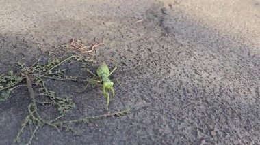 Büyük yeşil bir peygamber devesi asfalt boyunca yavaşça hareket eder. Vahşi doğadaki böcekler. Yavaş hareket ediyor. Avrupa peygamber devesi.