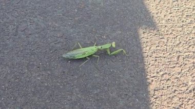 Büyük yeşil bir peygamber devesi asfalt boyunca yavaşça hareket eder. Vahşi doğadaki böcekler. Yavaş hareket ediyor. Avrupa peygamber devesi.