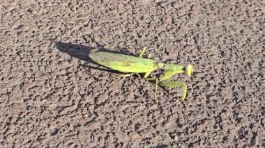 Büyük yeşil bir peygamber devesi asfalt boyunca yavaşça hareket eder. Vahşi doğadaki böcekler. Yavaş hareket ediyor. Avrupa peygamber devesi.