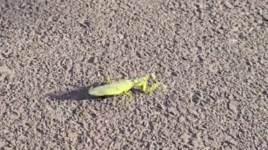 Büyük yeşil bir peygamber devesi asfalt boyunca yavaşça hareket eder. Vahşi doğadaki böcekler. Yavaş hareket ediyor. Avrupa peygamber devesi.