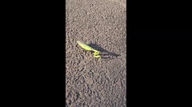 Büyük yeşil bir peygamber devesi asfalt boyunca yavaşça hareket eder. Vahşi doğadaki böcekler. Yavaş hareket ediyor. Avrupa peygamber devesi.