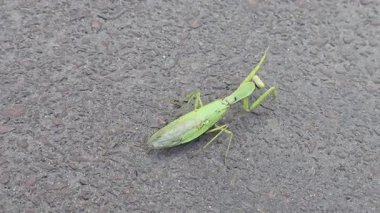 Büyük yeşil bir peygamber devesi asfalt boyunca yavaşça hareket eder. Vahşi doğadaki böcekler. Yavaş hareket ediyor. Avrupa peygamber devesi.