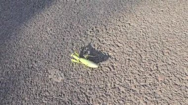 Büyük yeşil bir peygamber devesi asfalt boyunca yavaşça hareket eder. Vahşi doğadaki böcekler. Yavaş hareket ediyor. Avrupa peygamber devesi.