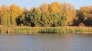 Mavi gökyüzüne karşı kayısı ağacının sarı yaprakları. Ilık sonbahar havası. Rüzgar dalları hışırdatır. Yaprak dökümü.