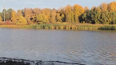 Mavi gökyüzüne karşı kayısı ağacının sarı yaprakları. Ilık sonbahar havası. Rüzgar dalları hışırdatır. Yaprak dökümü.