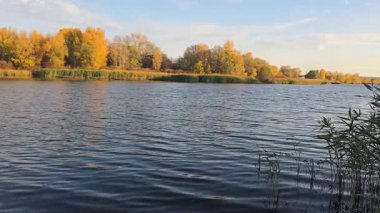 Mavi gökyüzüne karşı kayısı ağacının sarı yaprakları. Ilık sonbahar havası. Rüzgar dalları hışırdatır. Yaprak dökümü.