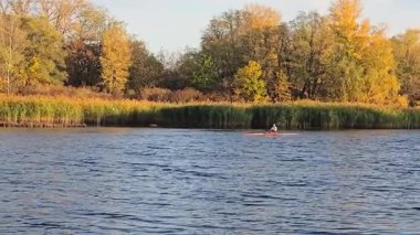 Mavi gökyüzüne karşı kayısı ağacının sarı yaprakları. Ilık sonbahar havası. Rüzgar dalları hışırdatır. Yaprak dökümü.