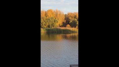 Mavi gökyüzüne karşı kayısı ağacının sarı yaprakları. Ilık sonbahar havası. Rüzgar dalları hışırdatır. Yaprak dökümü.