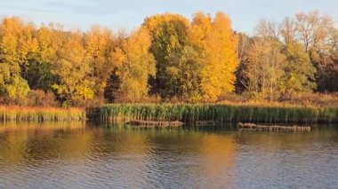 Mavi gökyüzüne karşı kayısı ağacının sarı yaprakları. Ilık sonbahar havası. Rüzgar dalları hışırdatır. Yaprak dökümü.