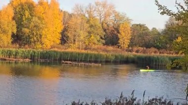 Mavi gökyüzüne karşı kayısı ağacının sarı yaprakları. Ilık sonbahar havası. Rüzgar dalları hışırdatır. Yaprak dökümü.