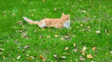 Yeşil çimlerle çevrili evcil bir kedi caddede yürüyor. Doğadaki hayvanlar. Evcil hayvanlar.