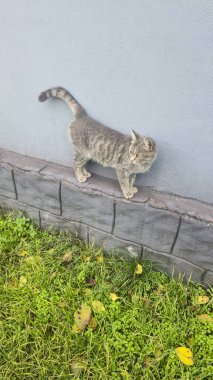 Yeşil çimlerle çevrili evcil bir kedi caddede yürüyor. Doğadaki hayvanlar. Evcil hayvanlar.