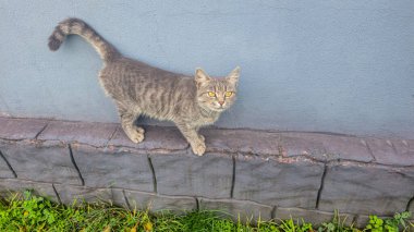Yeşil çimlerle çevrili evcil bir kedi caddede yürüyor. Doğadaki hayvanlar. Evcil hayvanlar.