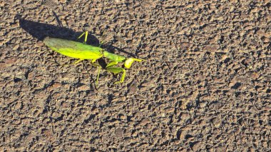 Büyük yeşil bir peygamber devesi asfalt boyunca yavaşça hareket eder. Vahşi doğadaki böcekler. Yavaş hareket ediyor. Avrupa peygamber devesi.