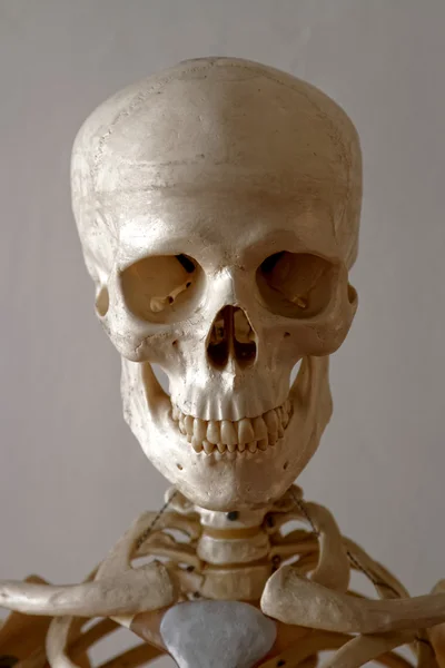 Πορτρέτο του ένα σκελετό — Φωτογραφία Αρχείου