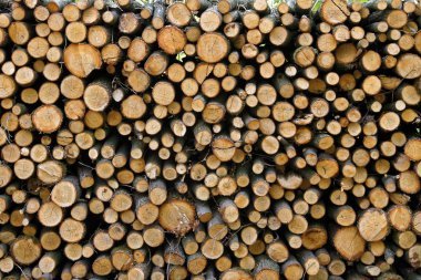 kesilen ağaç gövdeleri