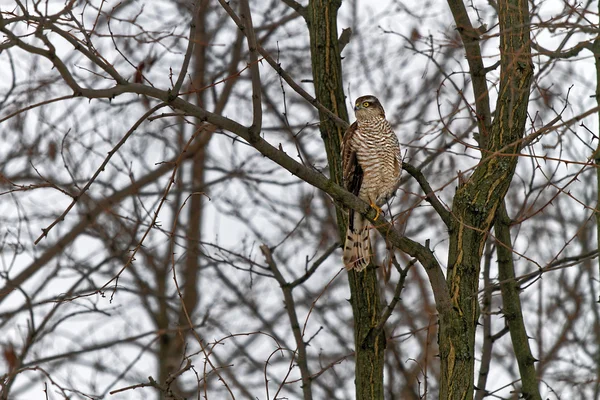 Hawk Sitting on a Tree